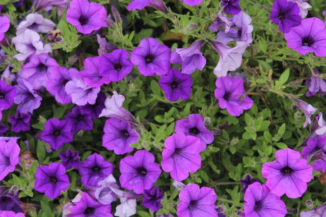 Supertunia Mini Vista Indigojpg